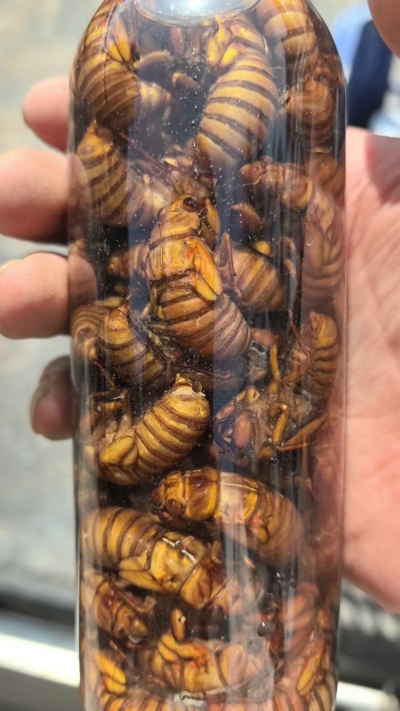 杜仲金蝉，常年供应，质量放心，味道独特！