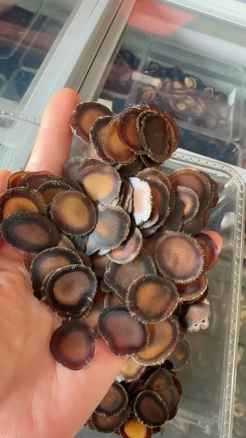 长白山本地全腊片，半腊片，白粉片，红粉片