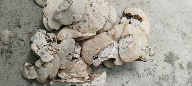 东方栓菌（云菌）