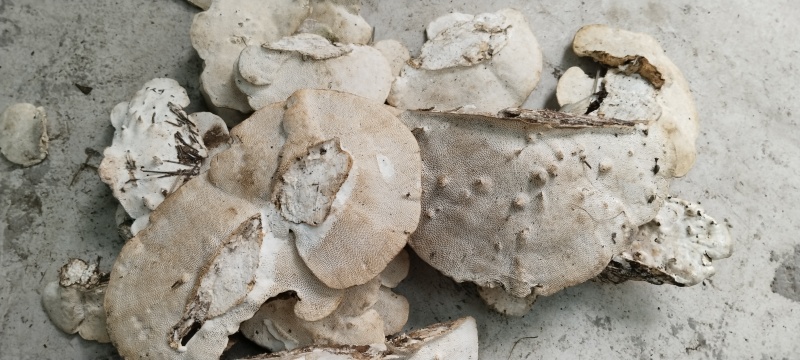 东方栓菌（云菌）