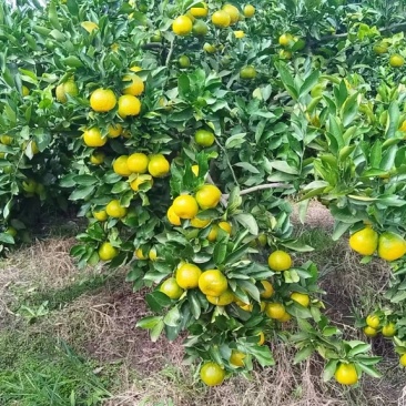 新津蜜橘