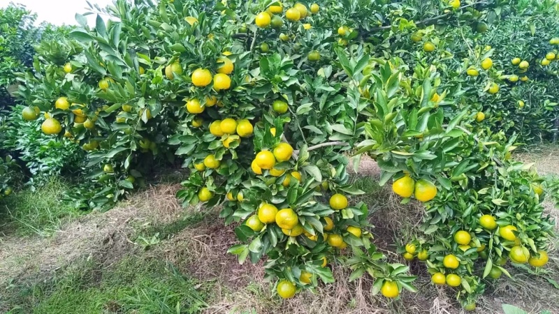 新津蜜橘
