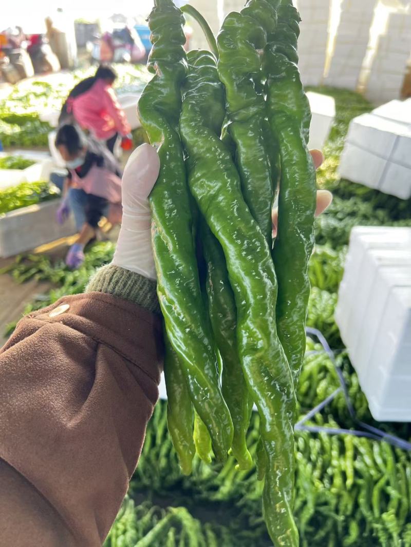 推荐山东鲜辣椒螺丝椒产地一手货源量大从优价格实惠