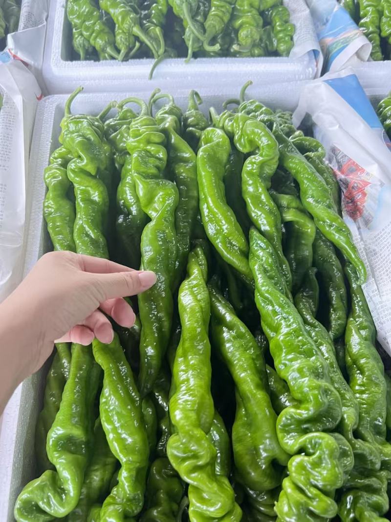 推荐山东鲜辣椒螺丝椒产地一手货源量大从优价格实惠