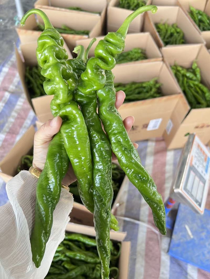 推荐山东鲜辣椒螺丝椒产地一手货源量大从优价格实惠
