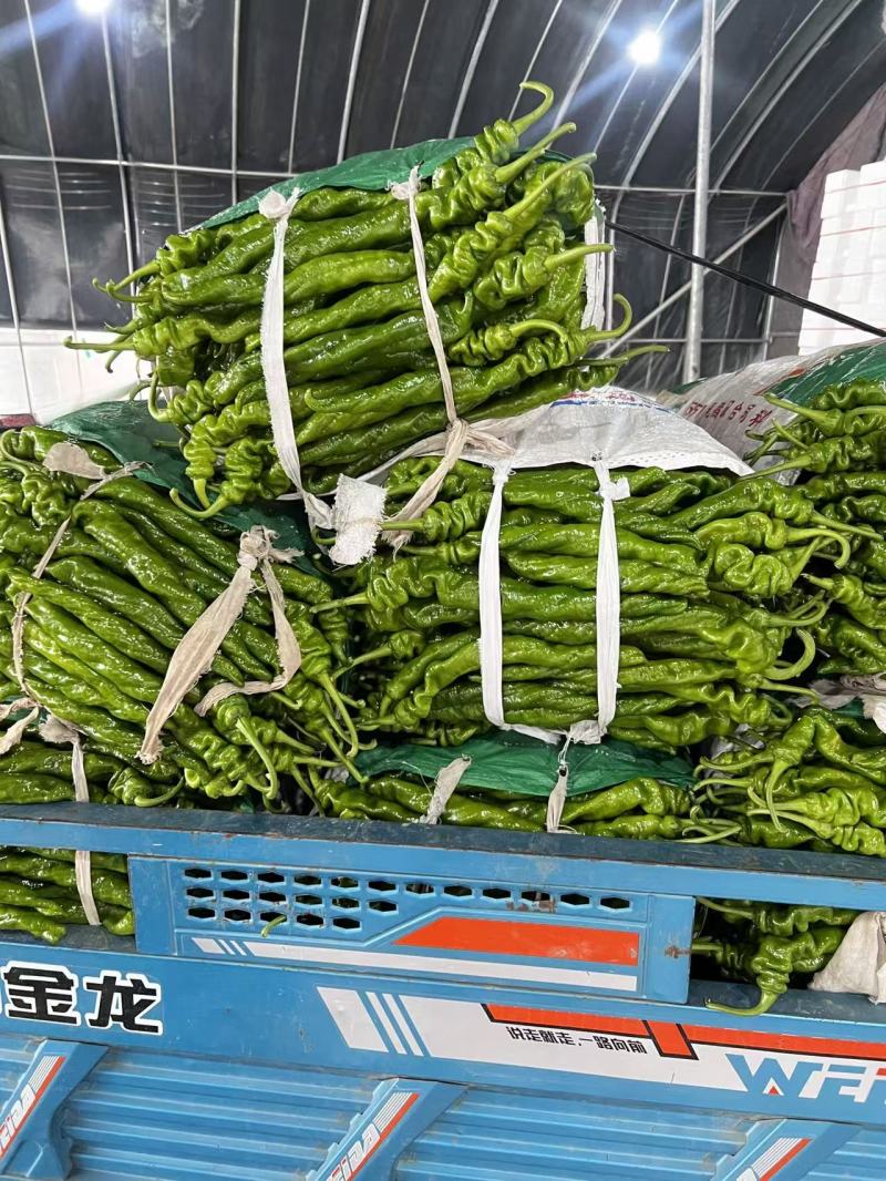 推荐山东鲜辣椒螺丝椒产地一手货源量大从优价格实惠