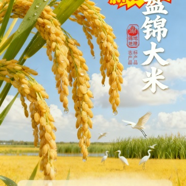 盘锦蟹田大米3.5元一斤