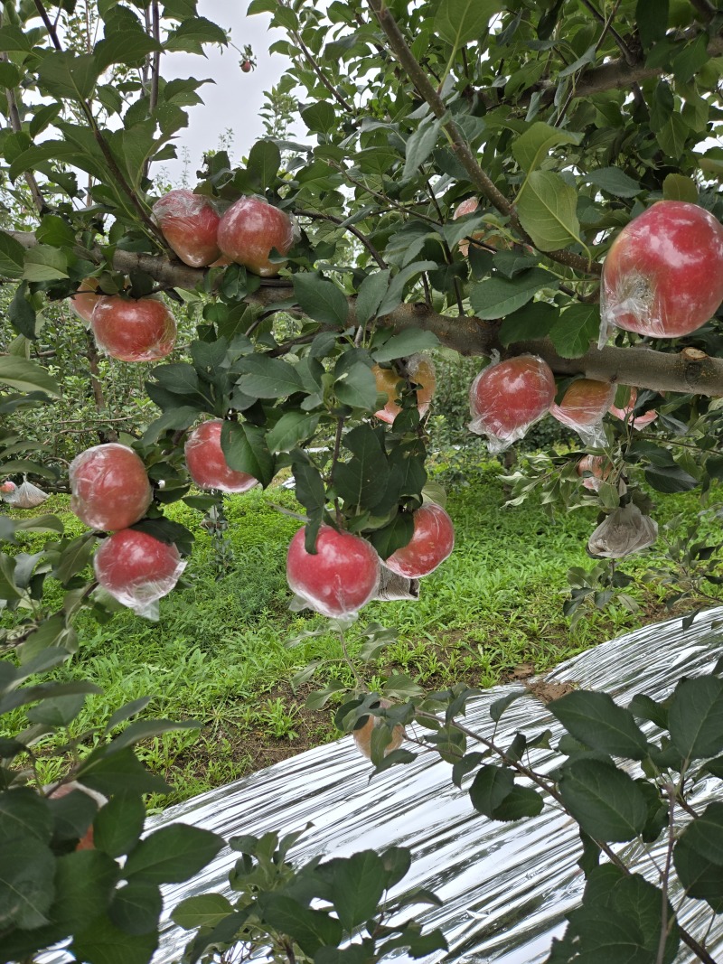 山西万荣纸加膜红富士大量供应，纸加膜和膜袋