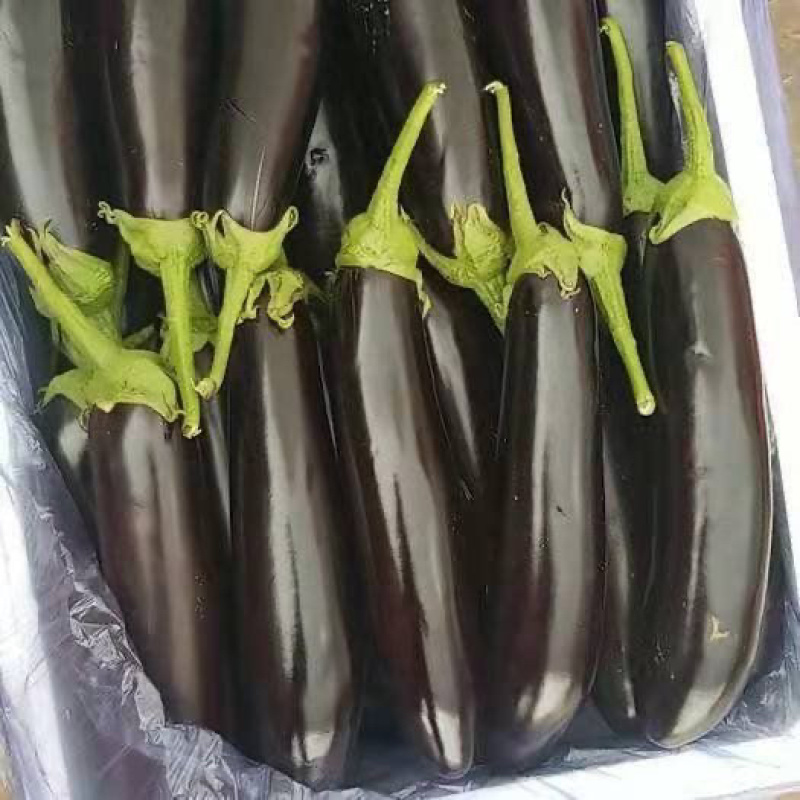 【推荐】本地紫茄供应市场商超电商一手货源量大从优
