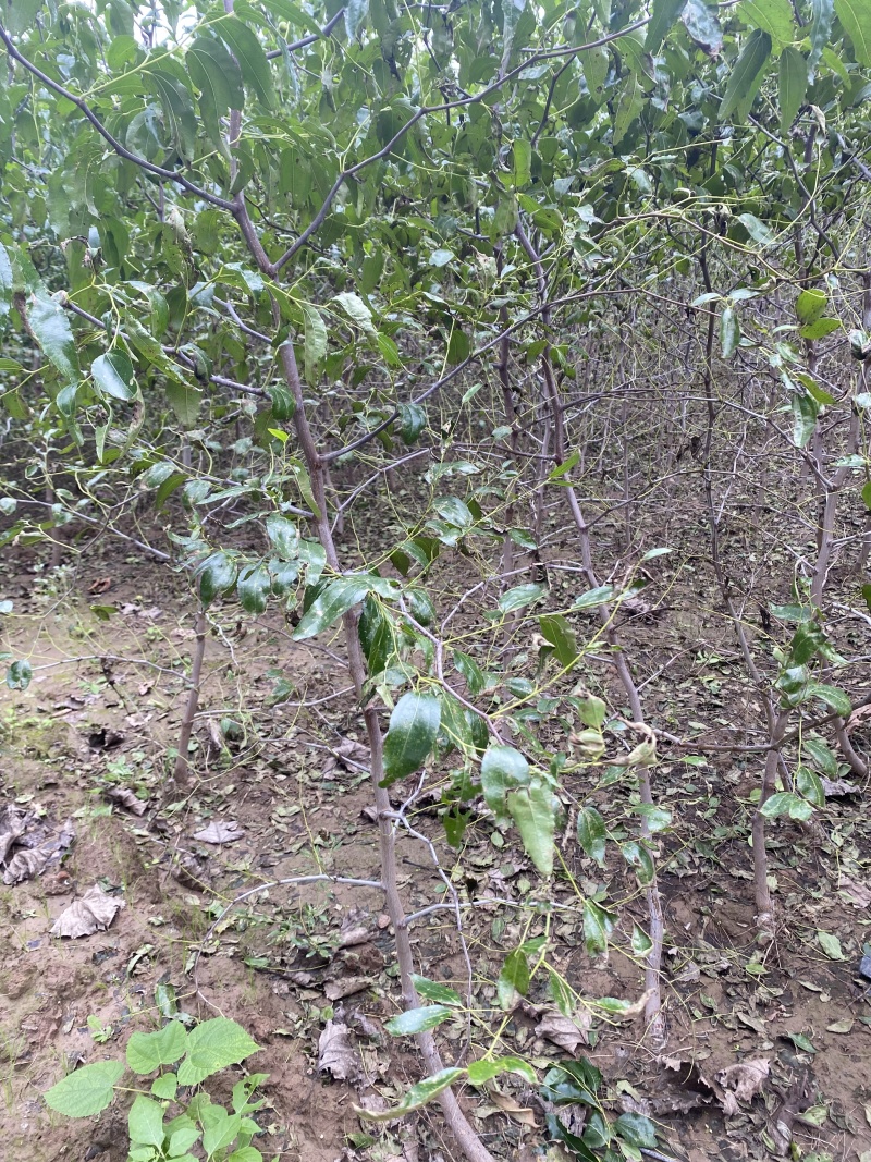 枣树