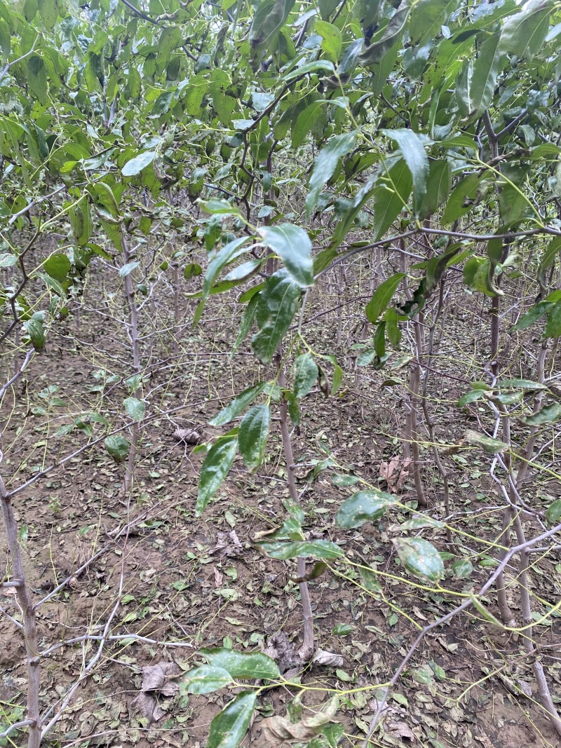枣树