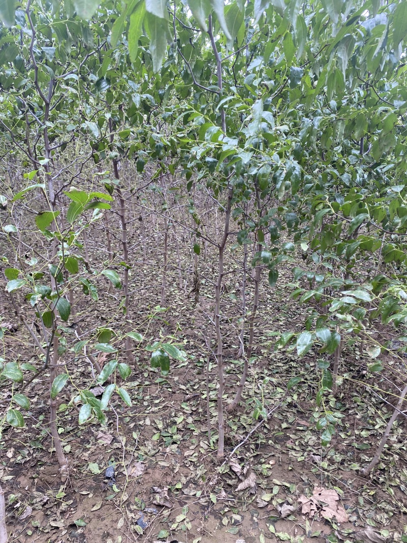 枣树