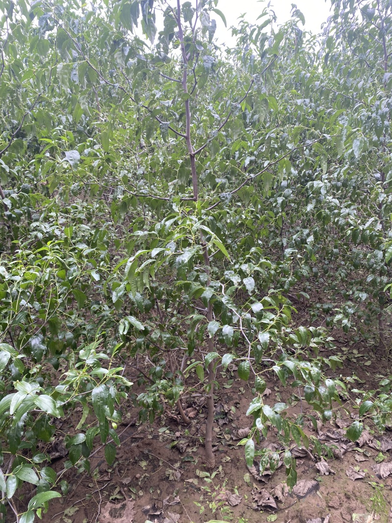 枣树