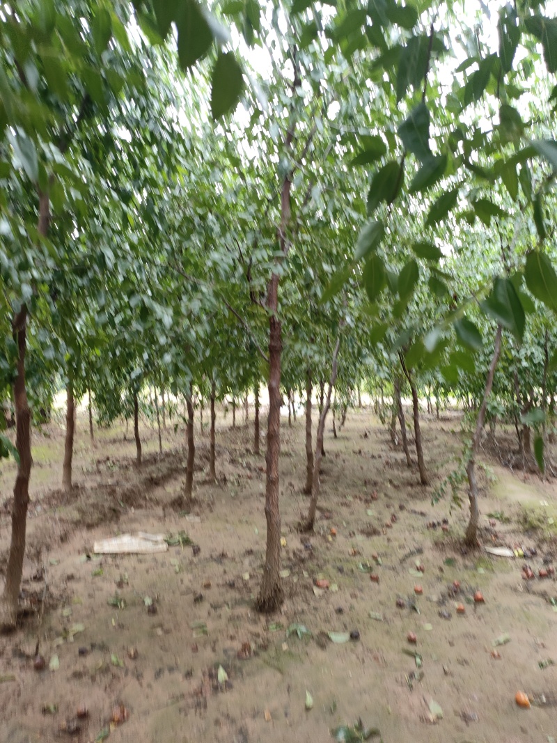 枣树