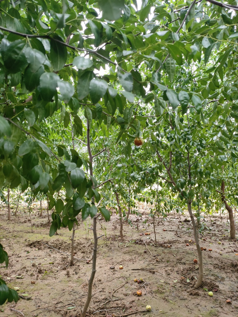 枣树