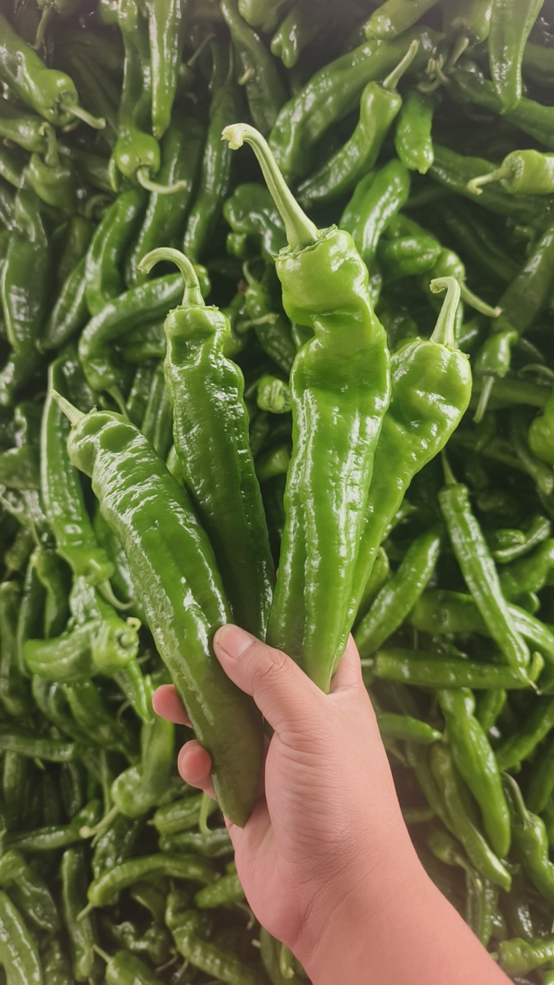 河南商丘夏邑301辣椒大量上市，欢迎大家下单预订！！！！