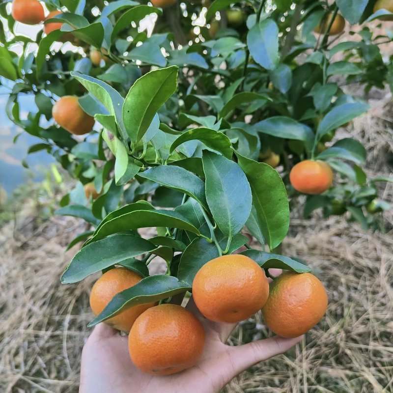 这就是我们广西金秋砂糖橘