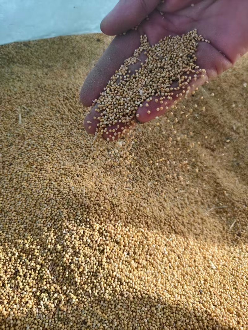 黄皮谷子鸟粮专用，全国发货，量大从优，可视频看货，诚信