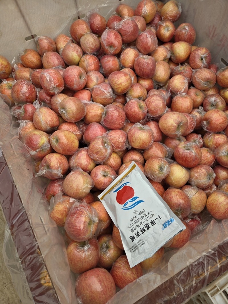 【诚信代办】高档纸加膜粗条，山西万荣冰糖心纸加膜红富士