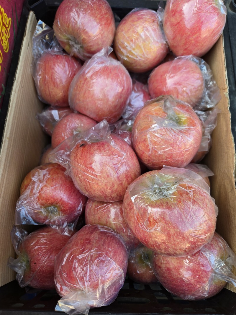 【诚信代办】高档纸加膜粗条，山西万荣冰糖心纸加膜红富士