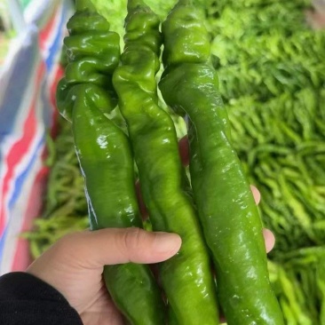 螺丝椒辣椒鲜辣椒口感好价格实惠运输便利欢迎电联