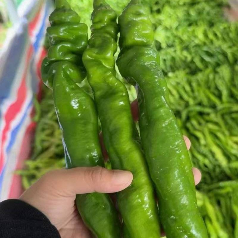 螺丝椒辣椒鲜辣椒口感好价格实惠运输便利欢迎电联