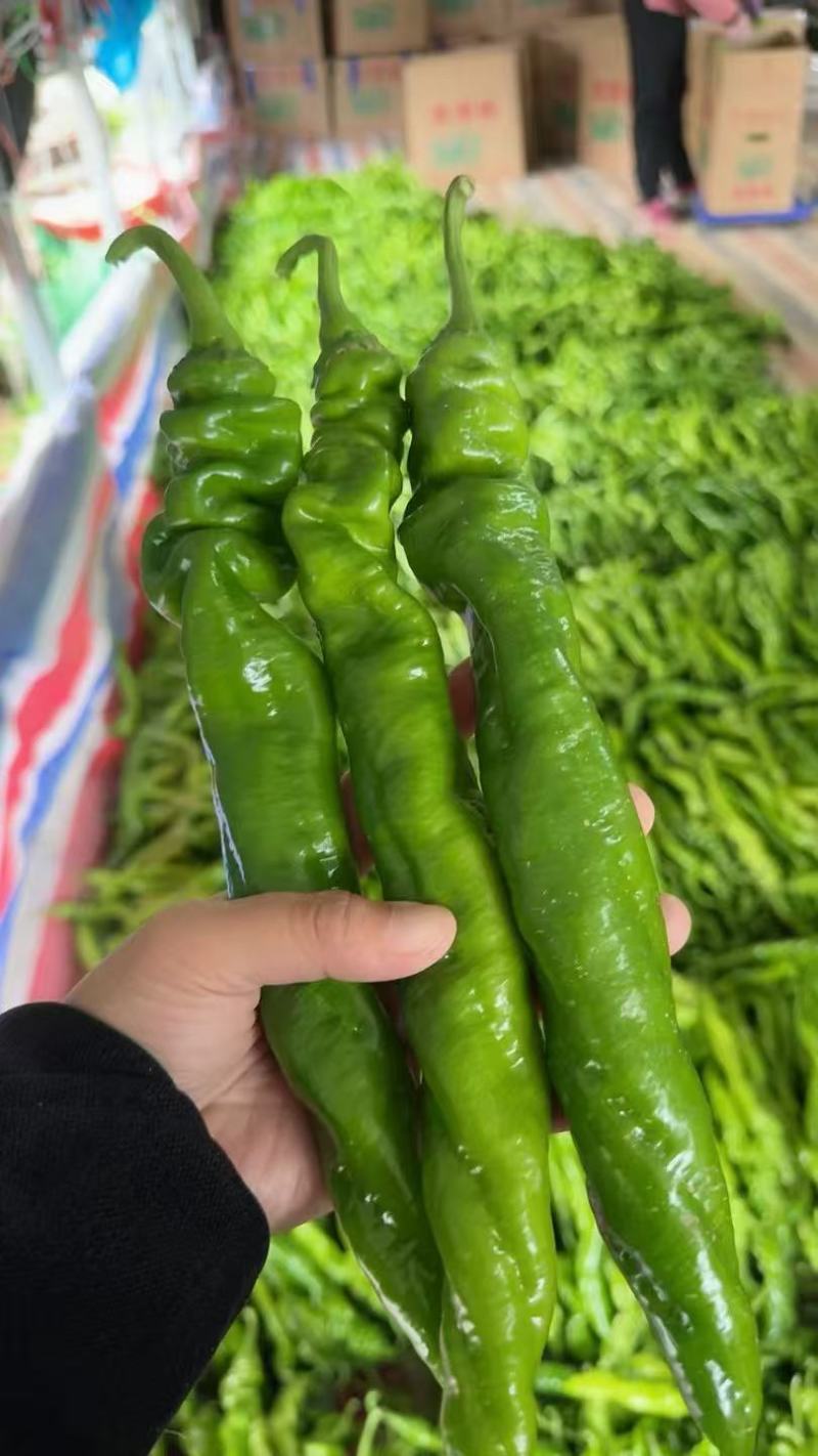 螺丝椒辣椒鲜辣椒口感好价格实惠运输便利欢迎电联
