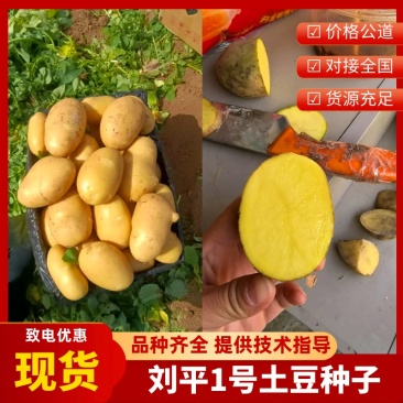 牛【热卖】河南商丘脱毒种薯刘平1号高产抗病质优价廉欢迎电