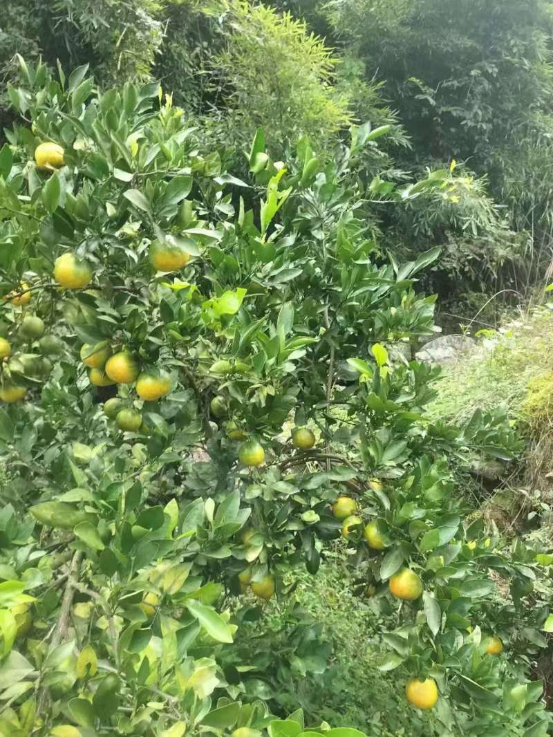 浙江精品由良蜜橘大量上市品质保证一手货源量大从优