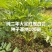 重庆市大足区红皮白芷纯新2年移栽白芷种子