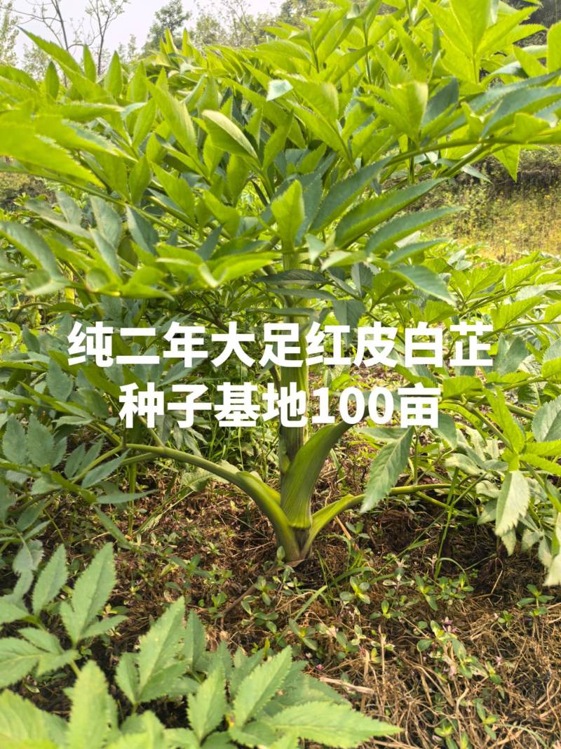 重庆市大足区红皮白芷纯新2年移栽白芷种子