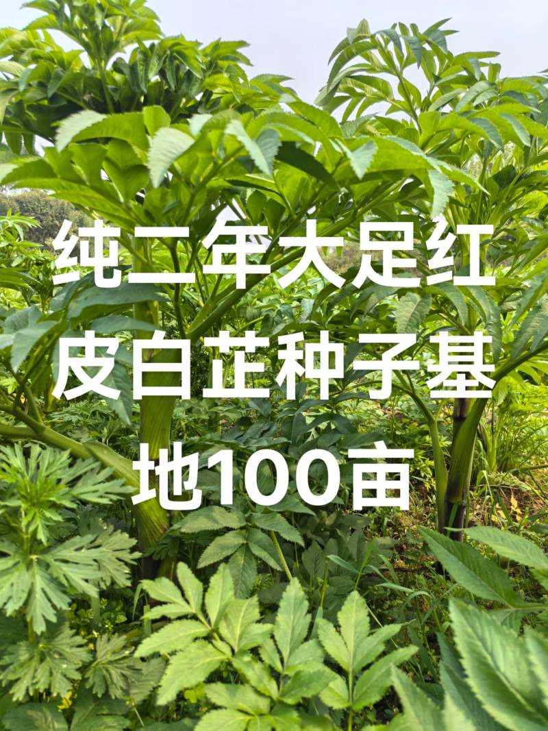 重庆市大足区红皮白芷纯新2年移栽白芷种子