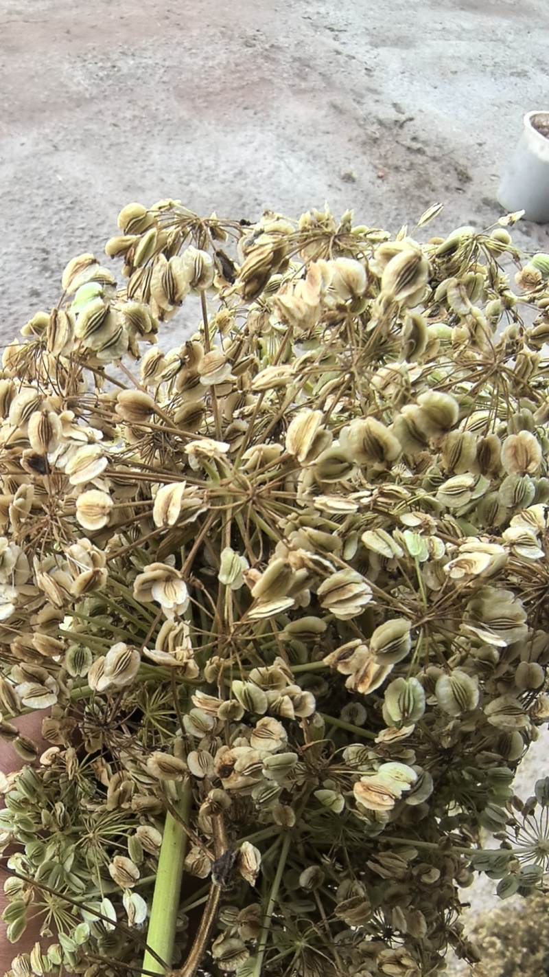 重庆市大足区红皮白芷纯新2年移栽白芷种子