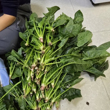 内蒙古锡林郭勒盟菠菜