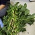 内蒙古锡林郭勒盟菠菜