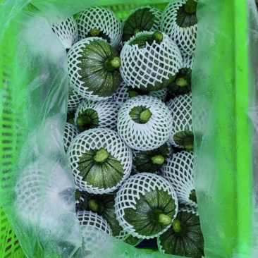 圆西葫芦，基地直发，先采摘
