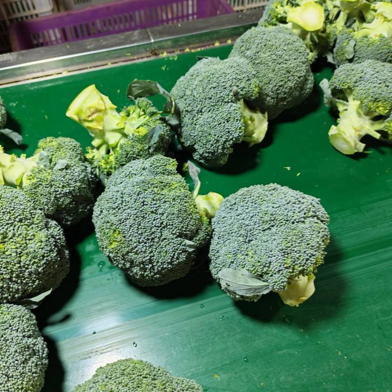 西兰花出口，电商，超市，档口都可发货