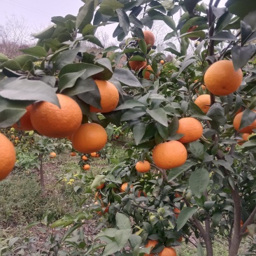 四川自贡爱缓果冻橙大量上市中！欢迎各地老扳前来选购。