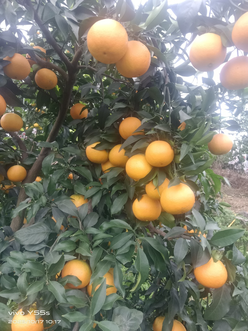 四川自贡爱缓果冻橙大量上市中！欢迎各地老扳前来选购。