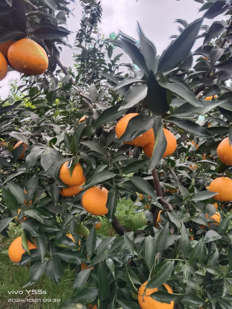四川自贡爱缓果冻橙大量上市中！欢迎各地老扳前来选购。