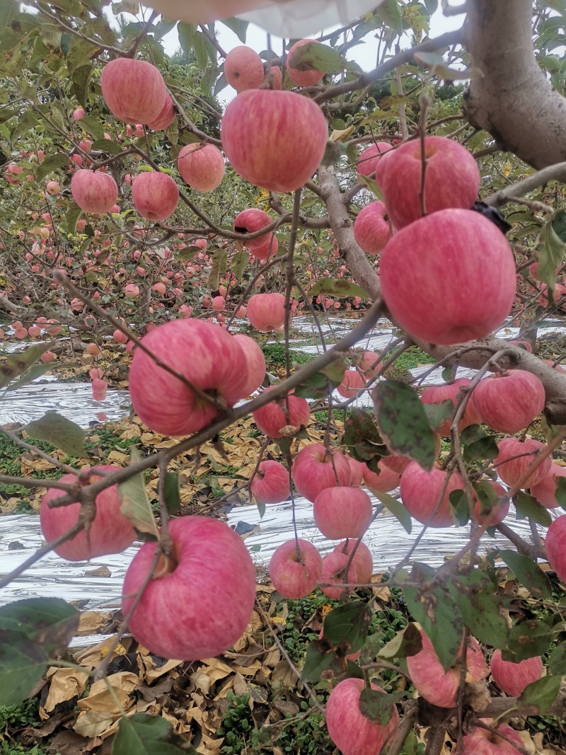 寒富苹果
