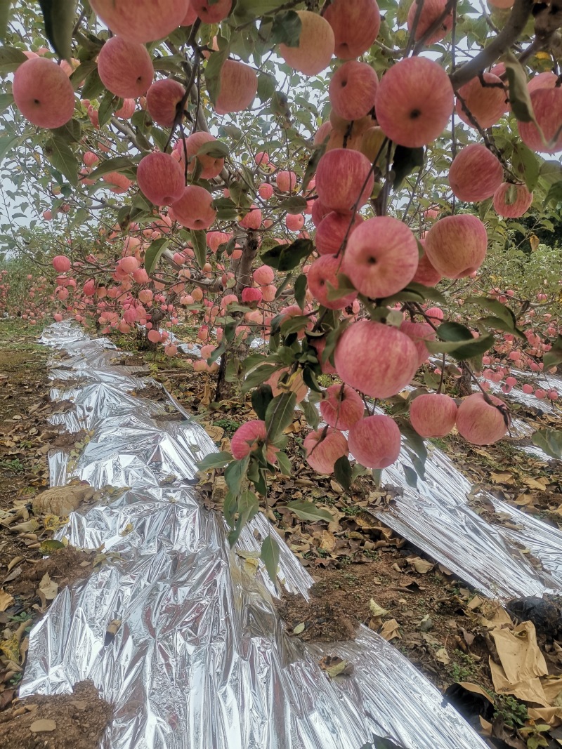 寒富苹果