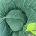 京丰一号包菜【扁包菜】支持视频看货，可发往全国市场！