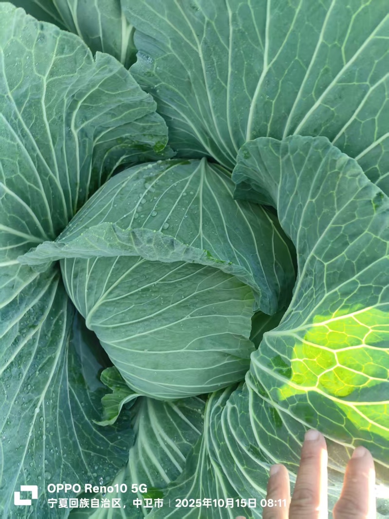 京丰一号包菜【扁包菜】支持视频看货，可发往全国市场！