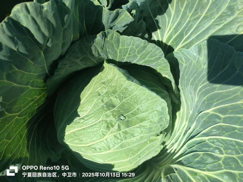 京丰一号包菜【扁包菜】支持视频看货，可发往全国市场！