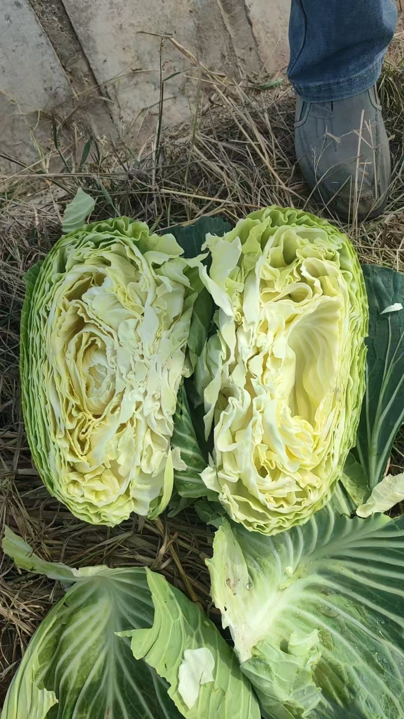 京丰一号包菜【扁包菜】支持视频看货，可发往全国市场！
