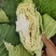 京丰一号包菜【扁包菜】支持视频看货，可发往全国市场！