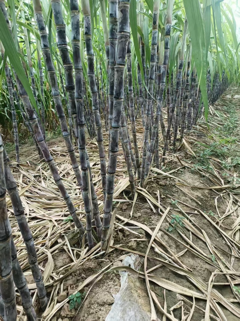 黑皮水果甘蔗