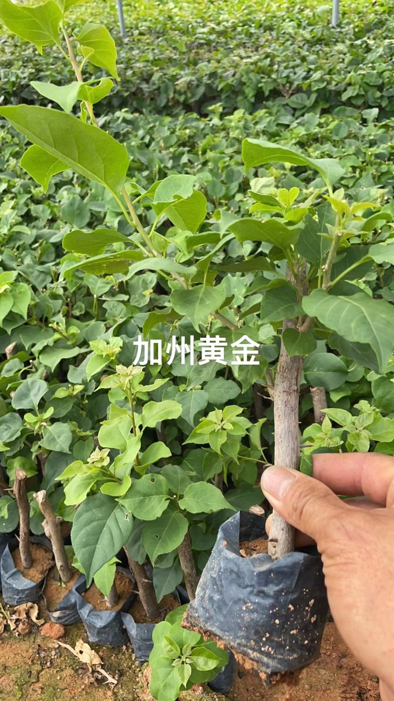 30多个品种三角梅小袋苗老苗，基地批发