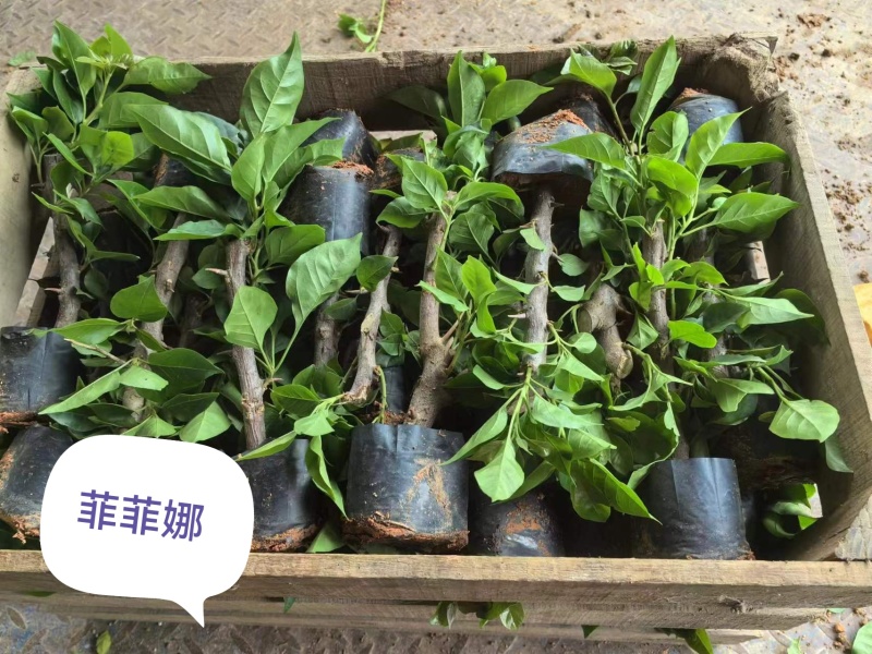 30多个品种三角梅小袋苗老苗，基地批发